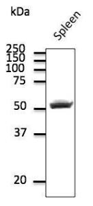 Antibody anti-CD4 600 µg