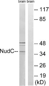 Western blot analysis of lysates from rat brain cells using Anti-NudC Antibody. The right hand lane represents a negative control, where the antibody is blocked by the immunising peptide.