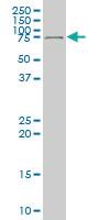 Anti-DEAF1 Mouse Monoclonal Antibody [clone: 1H8]