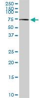 Anti-CHDH Rabbit Polyclonal Antibody