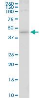 Anti-HS6ST1 Mouse Monoclonal Antibody [clone: 1H4]