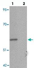 Anti-ESRRB Rabbit Polyclonal Antibody