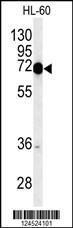 Anti-COXI Rabbit Polyclonal Antibody (AP (Alkaline Phosphatase))