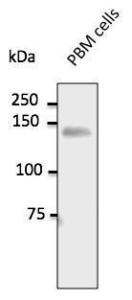 Endogenous CD31 detected with Anti-CD31 Antibody at a 1:500 dilution. Lysate at 100 µg and rabbit anti-goat IgG Antibody (HRP) at a 1:10000 dilution