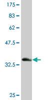 Anti-RPL36A Mouse Monoclonal Antibody [clone: 5F8]