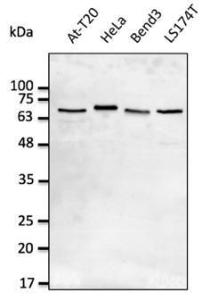 At-T20, HeLa, Bend3, and LS174T lysates detected with Anti-Lamin A + Lamin C Antibody at a 1:2,500 dilution Lysates at 50 µg per lane and rabbit anti-goat IgG antibody (HRP) at a 1:10,000 dilution