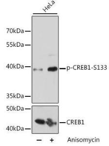 Western blot analysis of extracts of HeLa cells, using Anti-CREB (phospho Ser133) Antibody (A10868) at 1:2,000 dilution or CREB1 antibody (A11064). HeLa cells were treated by Anisomycin (25 ug/mL) at 37°C for 30 minutes after serum-starvation overnight.