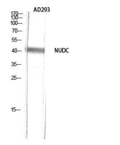 Western blot analysis of AD293 using Anti-NudC Antibody