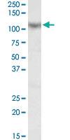 Anti-MAML1 Goat Polyclonal Antibody