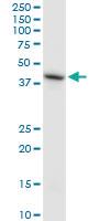 Anti-HS6ST1 Mouse Monoclonal Antibody [clone: 1H4]