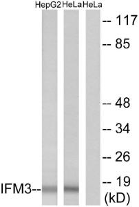 Western blot analysis of lysates from HepG2 and HeLa cells using Anti-IFM3 Antibody. The right hand lane represents a negative control, where the antibody is blocked by the immunising peptide