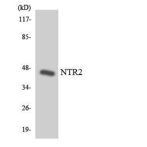 Anti-Neurotensin Receptor 2 Rabbit Polyclonal Antibody