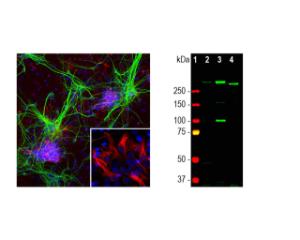 Left: Detection of nestin expression (red) in cortical neuron-glial cells from E20 rat by ICC. Cells were co-stained with chicken antibody to MAP2 (green). Blue: DAPI nuclear dye.  Right: Western blot analysis of tissue and cell lysates. [1] MWM, [2] embryonic E18 rat brain, [3] C6, and [4] SH-SY5Y.