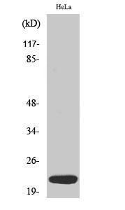 Western blot analysis of various cells using Anti-DNAL1 Antibody