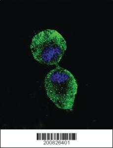 Anti-ALDH1A1 Mouse Monoclonal Antibody