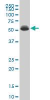 Anti-DEAF1 Mouse Monoclonal Antibody [clone: 2A2]