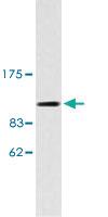 Anti-KIF11 Rabbit Polyclonal Antibody