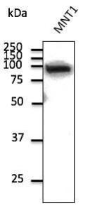 MNT1 cell lysate detected with Anti-beta Catenin Antibody at a 1:1000 dilution. Lysate at 100 µg and rabbit anti-goat IgG antibody (HRP) at a 1:10000 dilution