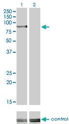 Anti-RPS6KA2 Mouse Monoclonal Antibody [clone: 1F6]