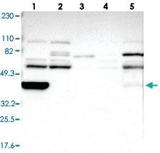 Anti-RIBC2 Rabbit Polyclonal Antibody