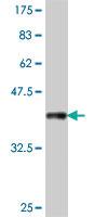 Anti-CDHR5 Mouse Polyclonal Antibody