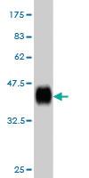 Anti-RPL36A Mouse Monoclonal Antibody [clone: 6H1]