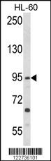 Anti-TLR3 Rabbit Polyclonal Antibody