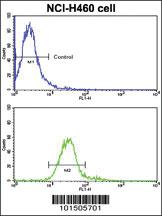 Anti-ROR1 Rabbit Polyclonal Antibody