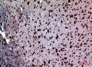 Immunohistochemical analysis of paraffin-embedded rat brain using Anti-NTN1 Antibody