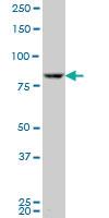 Anti-RPS6KA3 Mouse Polyclonal Antibody