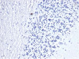 Negative Tissue Control: Immunohistochemical analysis of formalin-fixed, paraffin-embedded human brain using Anti-CD3 epsilon Antibody [C3e/4653R] at 2 µg/ml in PBS for 30 minutes at room temperature