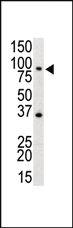 Anti-TLR4 rabbit polyclonal antibody