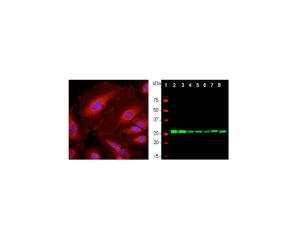 Left: Analysis of 14.3.3 eta expression in HeLa cells by ICC (red). Blue: DAPI nuclear stain. Right: Western blot analysis of whole brain lysates (lanes 2,3), and cell lysates (lanes 4-8).