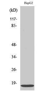 Western blot analysis of HeLa cells using Anti-IFM3 Antibody