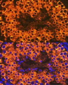 Immunofluorescence analysis of mouse testis cells using Anti-Calmegin Antibody [ARC2214] (A305871) at a dilution of 1:100 (40X lens). DAPI was used to stain the cell nuclei (blue)