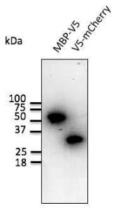 Anti-V5 Tag antibody