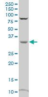 Anti-CRYZ Mouse Polyclonal Antibody