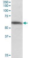 Anti-PTBP1 Goat Polyclonal Antibody