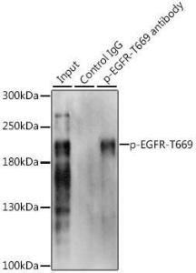 Antibody anti-EGFR phospho T669 100 µl