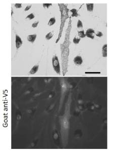 Anti-V5 Tag antibody