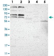 Anti-ZNF90 Rabbit Polyclonal Antibody