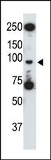 Anti-TLR5 Rabbit Polyclonal Antibody