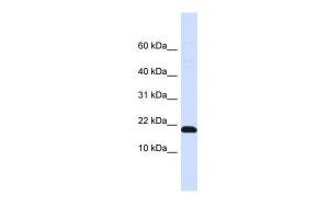 Anti-DNAJC25-GNG10 Rabbit Polyclonal Antibody