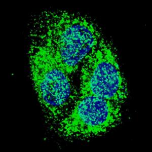 Anti-BNIP3 Rabbit Polyclonal Antibody