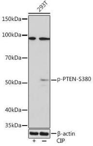 Anti-PTEN (phospho Ser380) Rabbit Monoclonal Antibody [clone: ARC1542]