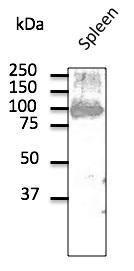 Anti-CD19 antibody