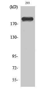 Western blot analysis of various cells using Anti-DIDO1 Antibody