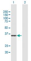 Anti-CRYZ Rabbit Polyclonal Antibody