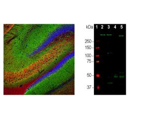 Left: Rat hippocampus section stained by IHC with mouse anti-MAP2 (green) and rabbit anti-alpha-internexin (red). Right: Western blot analysis of tissue lysates. A band at about 280 kDa corresponds to full length MAP2A and MAP2B protein.