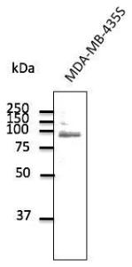 Anti-TLR2 Goat Polyclonal Antibody